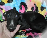 OBERON, a male Whippet for sale in Hackett, AR – Photo 1 of 10