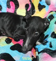 OBERON, a male Whippet for sale in Hackett, AR – Photo 4 of 10