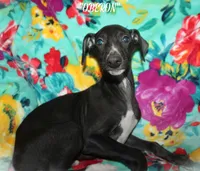 OBERON, a male Whippet for sale in Hackett, AR – Photo 7 of 10