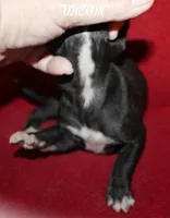 OBERON, a male Whippet for sale in Hackett, AR – Photo 10 of 10