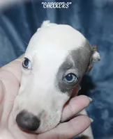 CHECKERS, a male Whippet for sale in Hackett, AR – 2 of 4