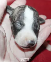 SUTTER, a male Whippet for sale in Hackett, AR – 2 of 5