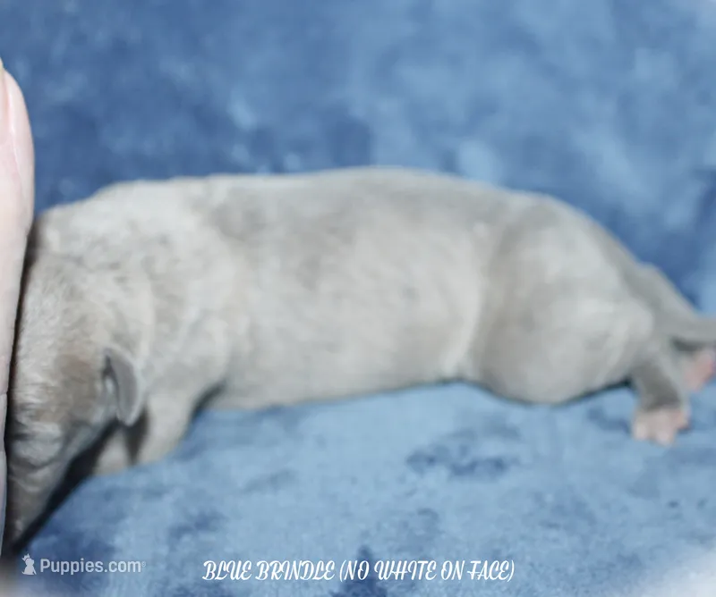 TYSON – Whippet puppy for sale in Hackett, AR