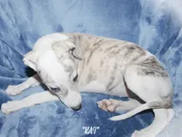 KAI, a female Whippet for sale in Hackett, AR – 2 of 10