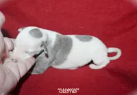 CASSIUS, a male Whippet for sale in Hackett, AR – 3 of 5