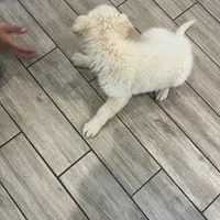 White puppy, a male German Shepherd Dog for sale in San Antonio, TX – Photo 3 of 4