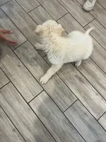 White puppy, a male German Shepherd Dog for sale in San Antonio, TX – Photo 3 of 4