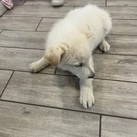 White puppy, a male German Shepherd Dog for sale in San Antonio, TX – Photo 2 of 4