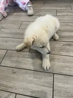 White puppy, a male German Shepherd Dog for sale in San Antonio, TX – Photo 2 of 4