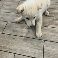 White puppy, a male German Shepherd Dog for sale in San Antonio, TX – Photo 4 of 4