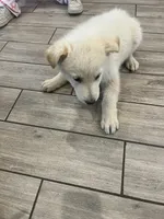 White puppy, a male German Shepherd Dog for sale in San Antonio, TX – Photo 4 of 4