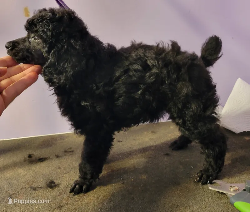 Black female 404 – Poodle - Miniature  puppy for sale in Wilmington, OH
