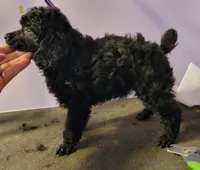 Black female 404, a female Poodle - Miniature  for sale in Wilmington, OH – 1 of 4