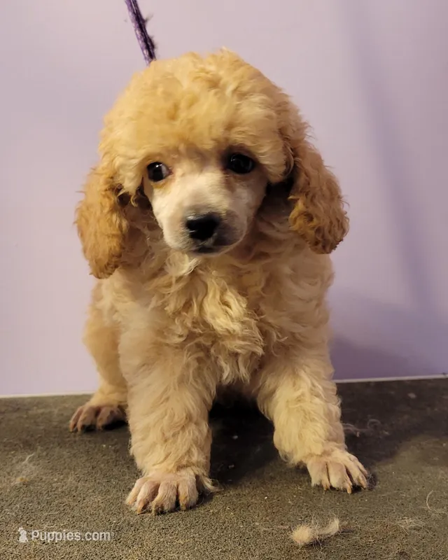 4's Apricot male – Poodle - Toy  puppy for sale in Wilmington, OH