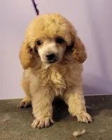 4's Apricot male, a male Poodle - Toy  for sale in Wilmington, OH – 1 of 3