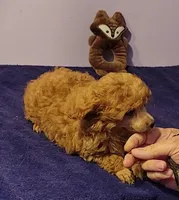 Larry, a male Poodle - Toy  for sale in Wilmington, OH – 2 of 2