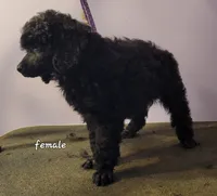 Black female 404, a female Poodle - Miniature  for sale in Wilmington, OH – 2 of 4