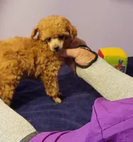 Curly, a male Poodle - Toy  for sale in Wilmington, OH – 4 of 4