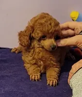 Shemp, a male Poodle - Toy  for sale in Wilmington, OH – 2 of 4