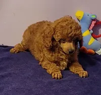 Shemp, a male Poodle - Toy  for sale in Wilmington, OH – 4 of 4