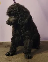 Black female 404, a female Poodle - Miniature  for sale in Wilmington, OH – 3 of 4