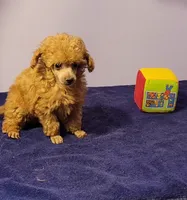 Curly, a male Poodle - Toy  for sale in Wilmington, OH – 2 of 4