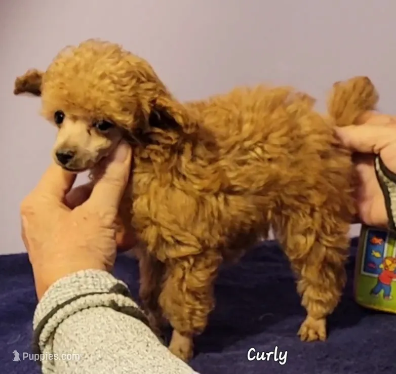 Curly – Poodle - Toy  puppy for sale in Wilmington, OH