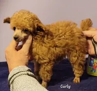 Curly, a male Poodle - Toy  for sale in Wilmington, OH – 1 of 4
