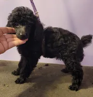Four's small boy, a male Poodle - Toy  for sale in Wilmington, OH – 2 of 3