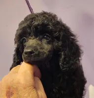 Black female 404, a female Poodle - Miniature  for sale in Wilmington, OH – 4 of 4