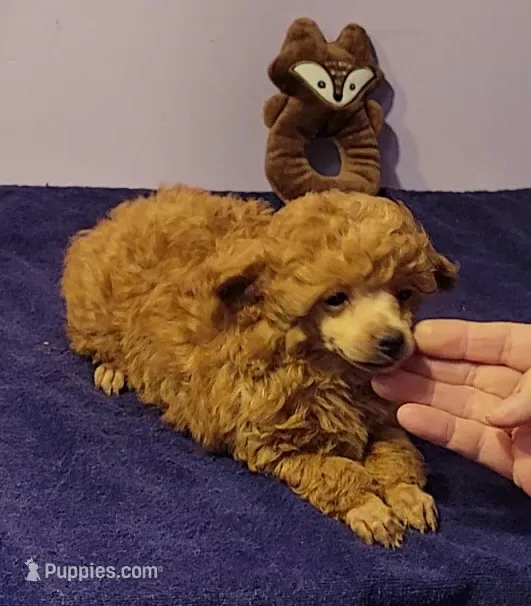Larry – Poodle - Toy  puppy for sale in Wilmington, OH
