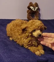Larry, a male Poodle - Toy  for sale in Wilmington, OH – 1 of 2