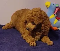 Shemp, a male Poodle - Toy  for sale in Wilmington, OH – 3 of 4