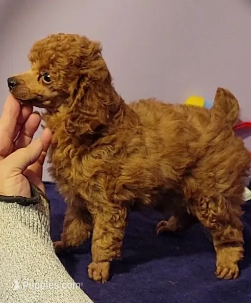 Shemp – Poodle - Toy  puppy for sale in Wilmington, OH