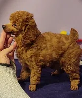 Shemp, a male Poodle - Toy  for sale in Wilmington, OH – 1 of 4