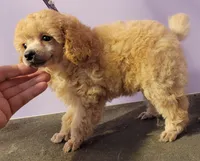4's Apricot male, a male Poodle - Toy  for sale in Wilmington, OH – 3 of 3