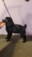 Four's small boy, a male Poodle - Toy  for sale in Wilmington, OH – 3 of 3
