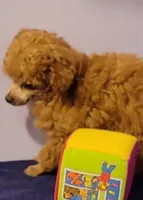 Curly, a male Poodle - Toy  for sale in Wilmington, OH – 3 of 4