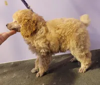 4's Apricot male, a male Poodle - Toy  for sale in Wilmington, OH – 2 of 3