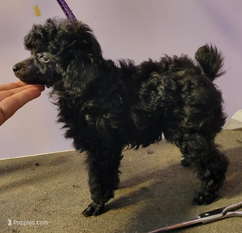 Four's small boy – Poodle - Toy  puppy for sale in Wilmington, OH