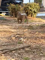 Louie, a male American Bully for sale in Atlanta, GA – Photo 4 of 4