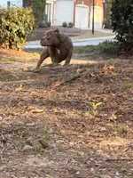 Louie, a male American Bully for sale in Atlanta, GA – Photo 3 of 4