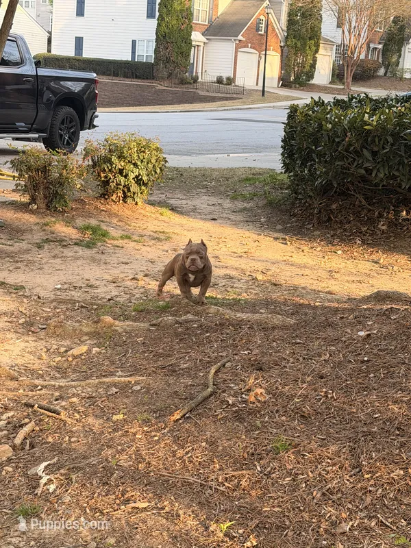 Louie – American Bully puppy for sale in Atlanta, GA