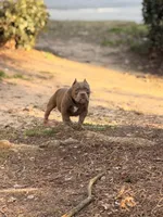 Louie, a male American Bully for sale in Atlanta, GA – Photo 2 of 4