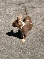 Sky, a female American Bully for sale in Atlanta, GA – 3 of 3