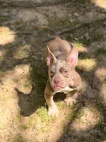 Sky, a female American Bully for sale in Atlanta, GA – 1 of 3