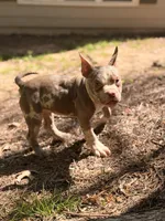 Sky, a female American Bully for sale in Atlanta, GA – 2 of 3