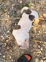 Bella, a female American Bully for sale in Atlanta, GA – Photo 2 of 5