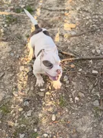 Bella, a female American Bully for sale in Atlanta, GA – Photo 3 of 5