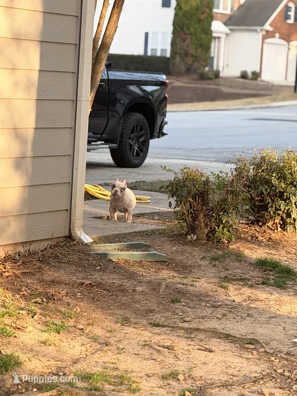 Bella – American Bully puppy for sale in Atlanta, GA